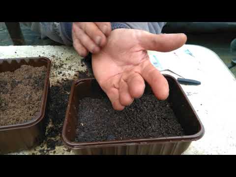 How To Grow Antirrhinum From Seed In A Pot With Drainage Holes