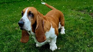 Basset Hounds meet a flurry of Fantails