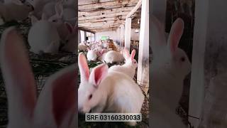 Rabbit Babies  rabbit rabbitfarming rabbitfarminginpakistan livestockfarming rabbitmeat