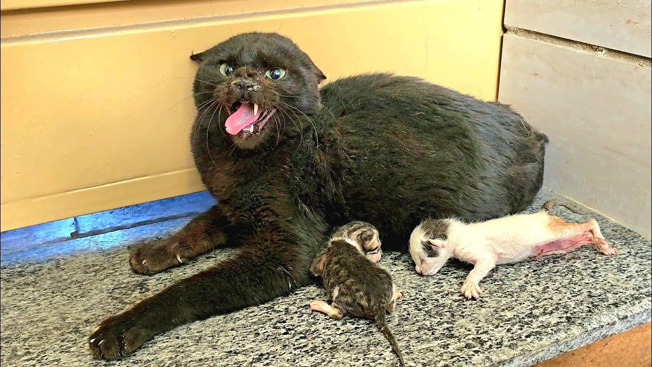 A Stray Cat Brings Her Kittens into a Home – And Is Surprised When They’re Welcomed with Love