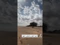 أحبوا الخيل و اصطبروا عليها فإن العز فيها و الجمالا 
