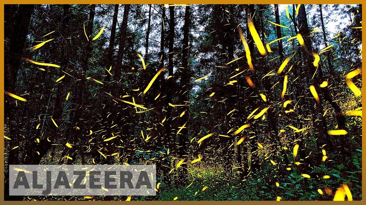 Mexico's firefly forest attracts tourists to witness a rare light show