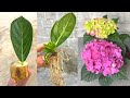Try growing hydrangeas with leaves and bananas