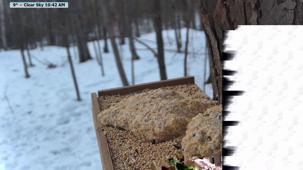 Live Bird & Deer Feeder: Wildlife Feeding Frenzy at McCaslin Brook | Nicolet Forest 24/7