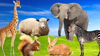 Farm animals, animal sounds - Sheep, Cow, Rabbit, Horse - Animal paradise by Animal Paradise 269,707 views 1 year ago 9 minutes, 9 seconds