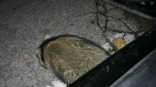 Raccoon Pays a Visit by TheCatLife 17 views 3 years ago 34 seconds