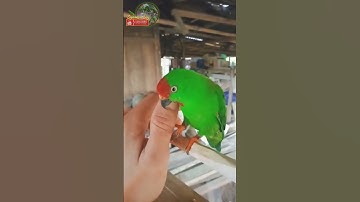 Serindit Dada Merah Versus Serindit Baret Merah🔴Kalian  Pilih Yang Mana⁉️