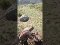 ARTHUR WOOD SLICE IN THEIR CAMP. RDR -2 PC 4K GRAPHICS