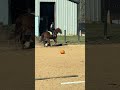 his canter is like a cloud| #horse #equestrian #sunnysideup
