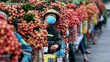 Người Dân "Cõng" Vải Thiều Đi Bán Khiến Con Đường Lục Ngạn Ngập Tràn Sắc Đỏ | Báo Dân Việt