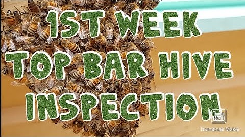 1st week Top Bar Hive inspection.