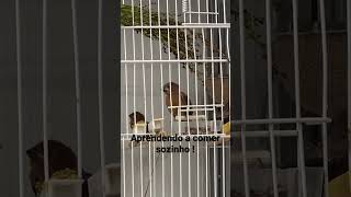 Filhote Aprendendo A Comer Sozinho