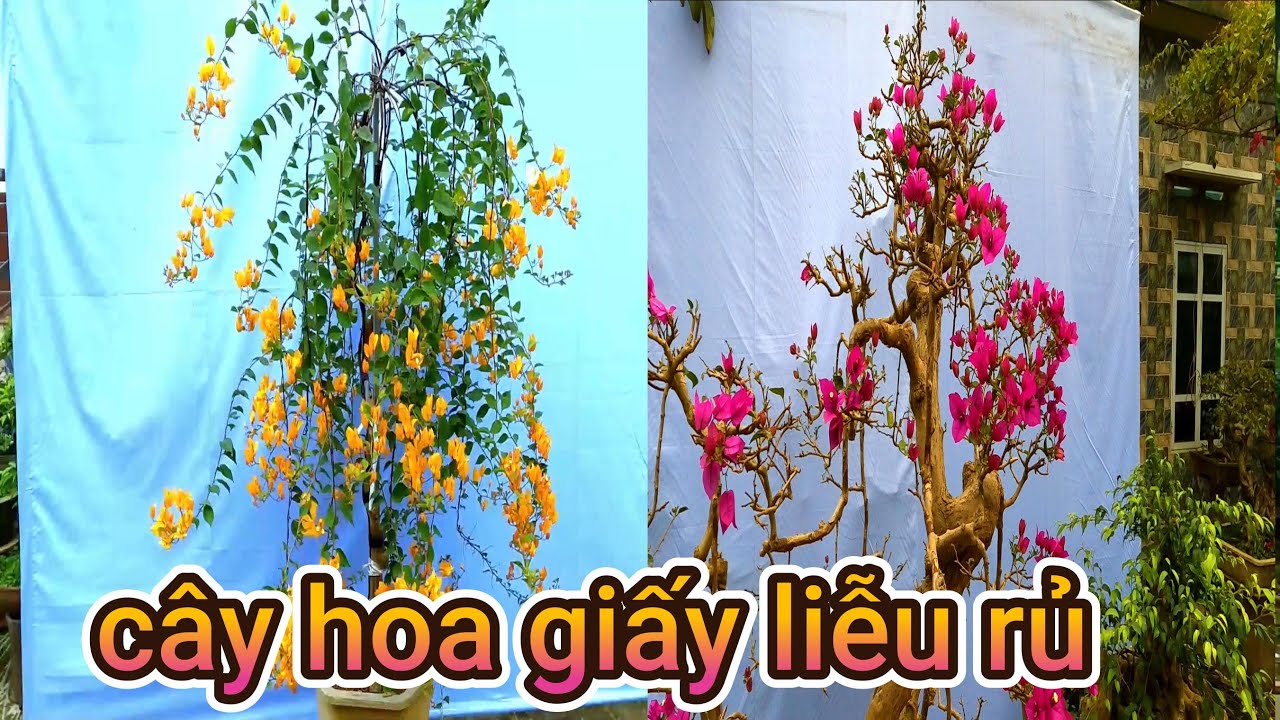 Cách chơi cây hoa giấy độc lạ liễu rủ cành rơi - YouTube