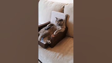 Lazy day with the cats