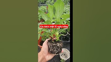 Cúc bách nhật sau 12 ngày trồng #GlobeAmaranth #cúcbáchnhật #gardening #cúcnútáo #Gomphrenaglobosa