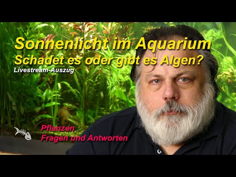 Video: Brauchten Fische Sonnenlicht?