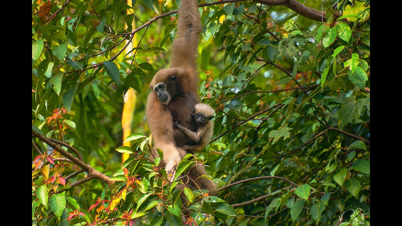 Conserve Gibbons! 