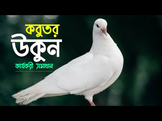 HAYVONLAR va ozga sayyoraliklar ishtirokidagi multfilm porno Lyudmila, Samara, Aries bilan uchrashadi, Mamba ismli yigitni qidirmoqda