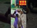 good boy#funny #funny #pets #