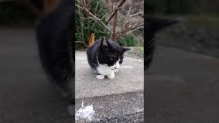 ハチワレ猫カワイイ