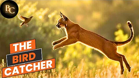 Watch the video about Caracal |This Cat Doesn’t Just Hunt—It Flies!