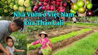 Toàn cảnh 2 nhà vườn của Thảo ở Việt Nam: nho thân gỗ, hồng sôcôla, táo Thái xanh tươi