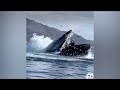 Humpback whale almost swallows kayakers near a California beach | ABC7