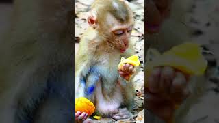 So Cute Baby Monkey Daily