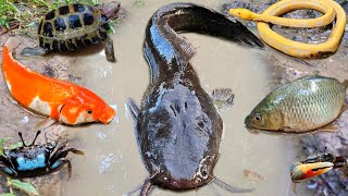 Catch big catfish in the hole, there are snakehead fish, ornamental fish, koi fish, eels, turtles