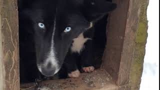 Windrift and Animal Abuse/ Sad Chained Nursing Mom and Pups -22C