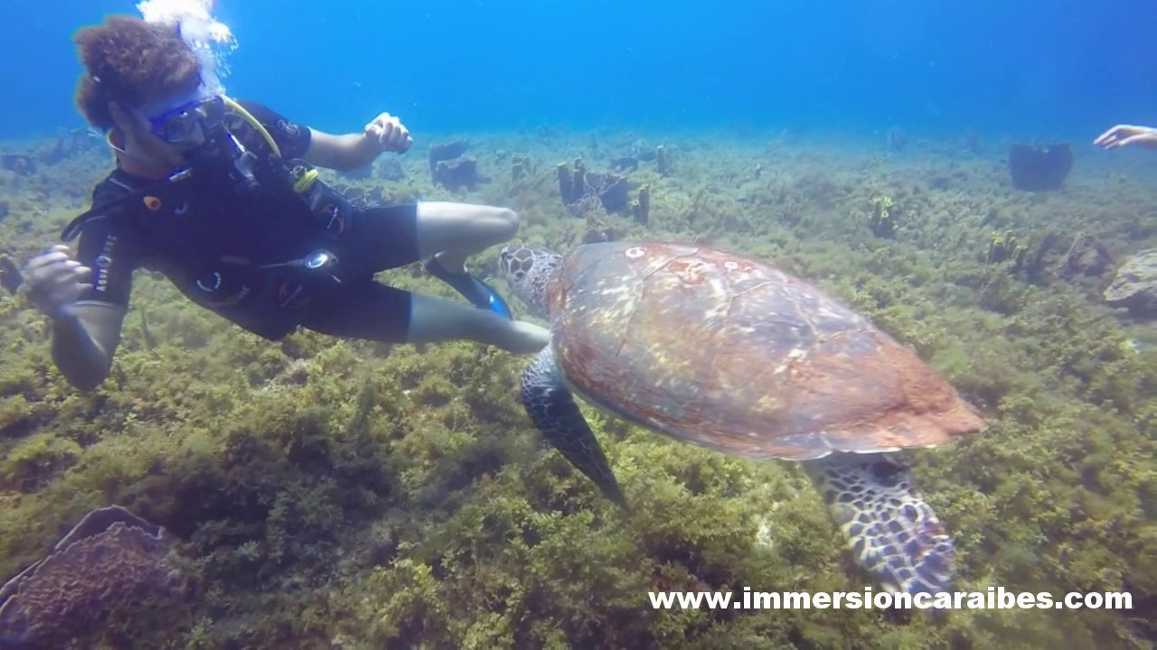 Une tortue en manque d'amour, Martinique Le Diamant, avec Plongée Immersion Caraïbes