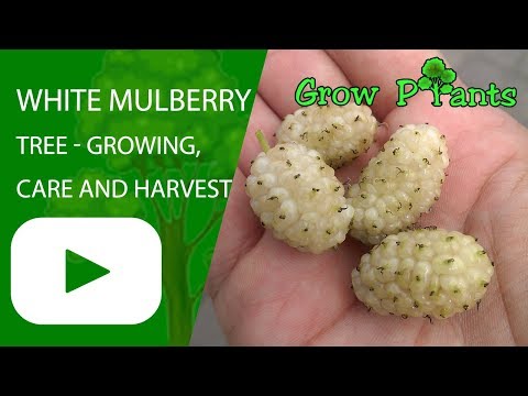 White mulberry tree - growing, care and harvest