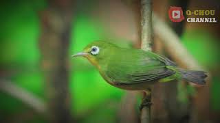 Dengar suara ini burung pleci langsung mendekat, pancingan burung pleci