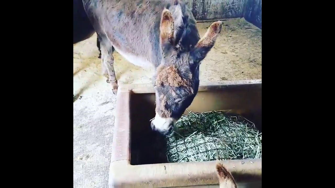 Donkeys Eating Out Of Slow Feeder YouTube