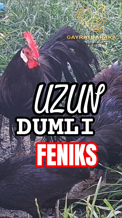 Ikki juftlik bilan guruh jinsiy aloqa