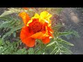 Golden Dreams: California Poppies in Bloom