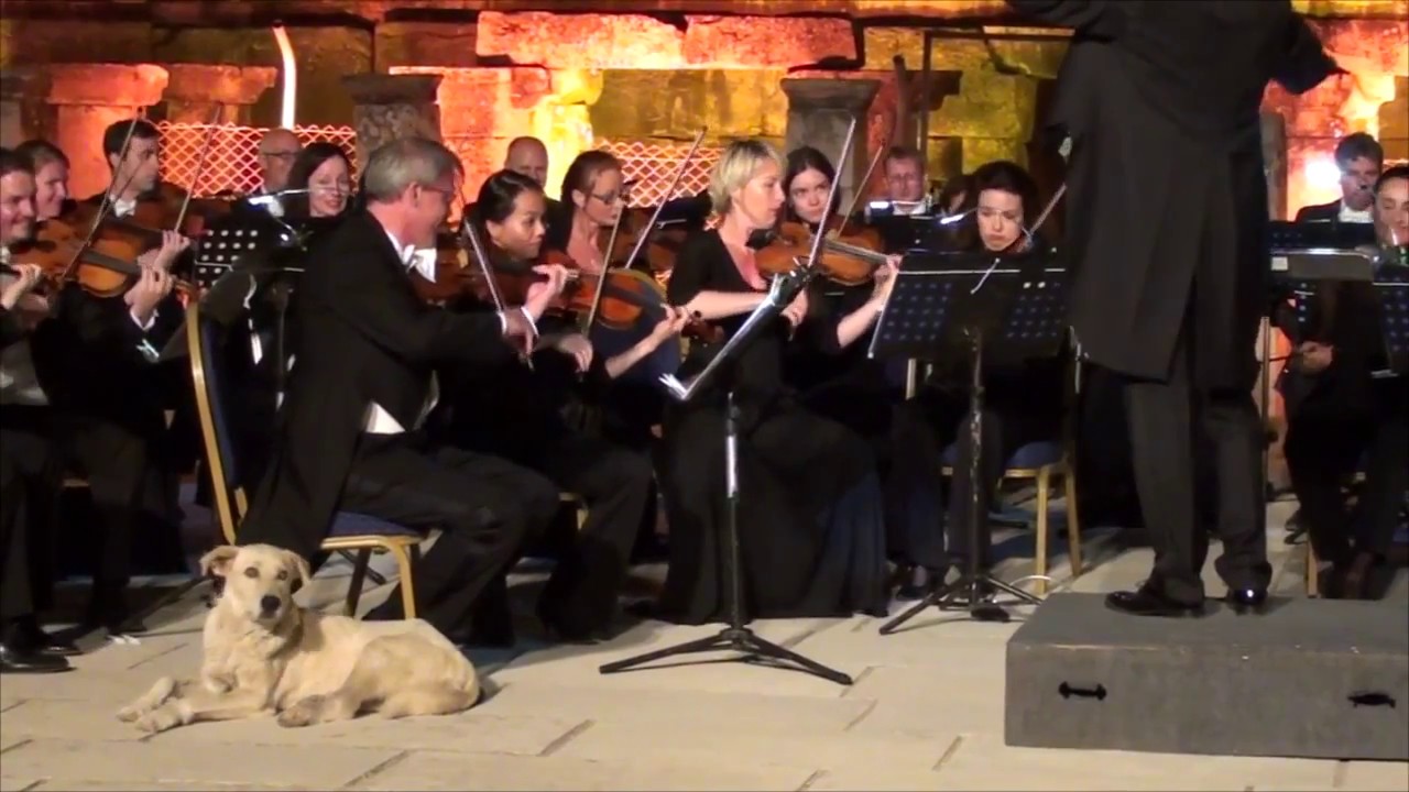 Dog walks out on stage and settles in during live orchestra performance