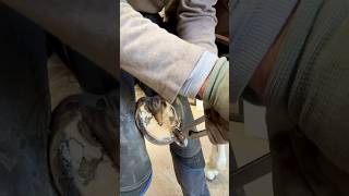 A satisfying shoe removal and hoof trim #horseshoeing #farrierlife #oddlysatisfying