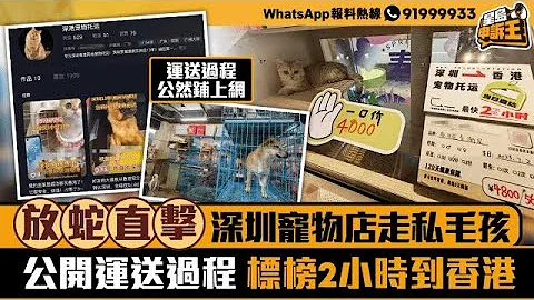 放蛇直擊深圳寵物店走私毛孩 公開運送過程標榜2小時到香港｜星島申訴王｜深圳｜寵物｜走私｜星島頭條 - 天天要聞