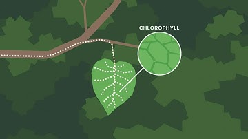 The science behind fall foliage