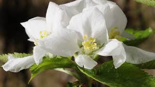 Apple blossom time lapse 4K. Malus domestica by Neil Bromhall 1,271 views 1 year ago 1 minute, 8 seconds