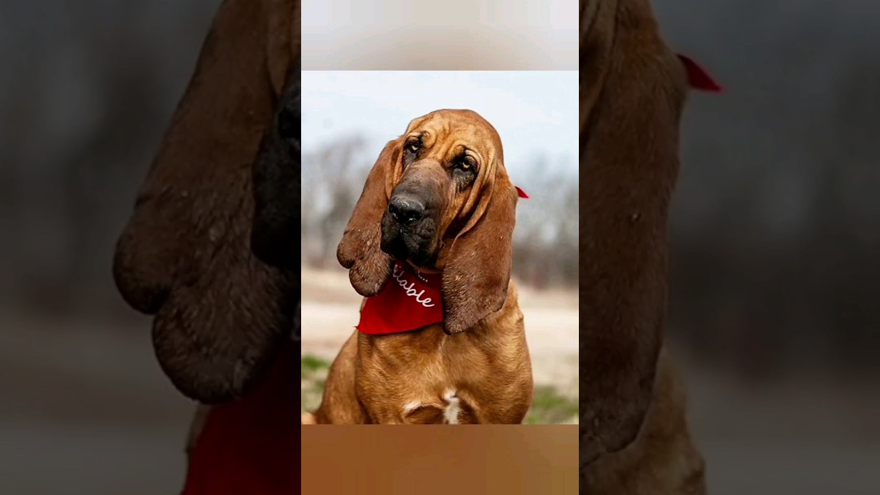 Strongest Tracking Instinct 