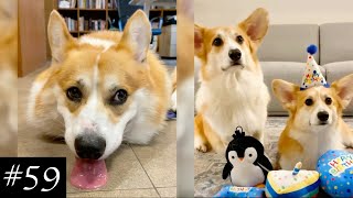 Best Corgi 🐶💜 Compilation | Funny Moments With Corgis