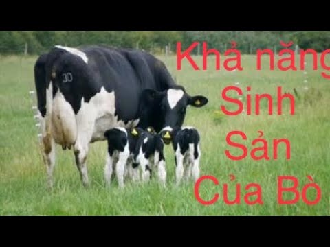 Video Đánh giá khả năng sinh sản của bò phần 1 - youtube