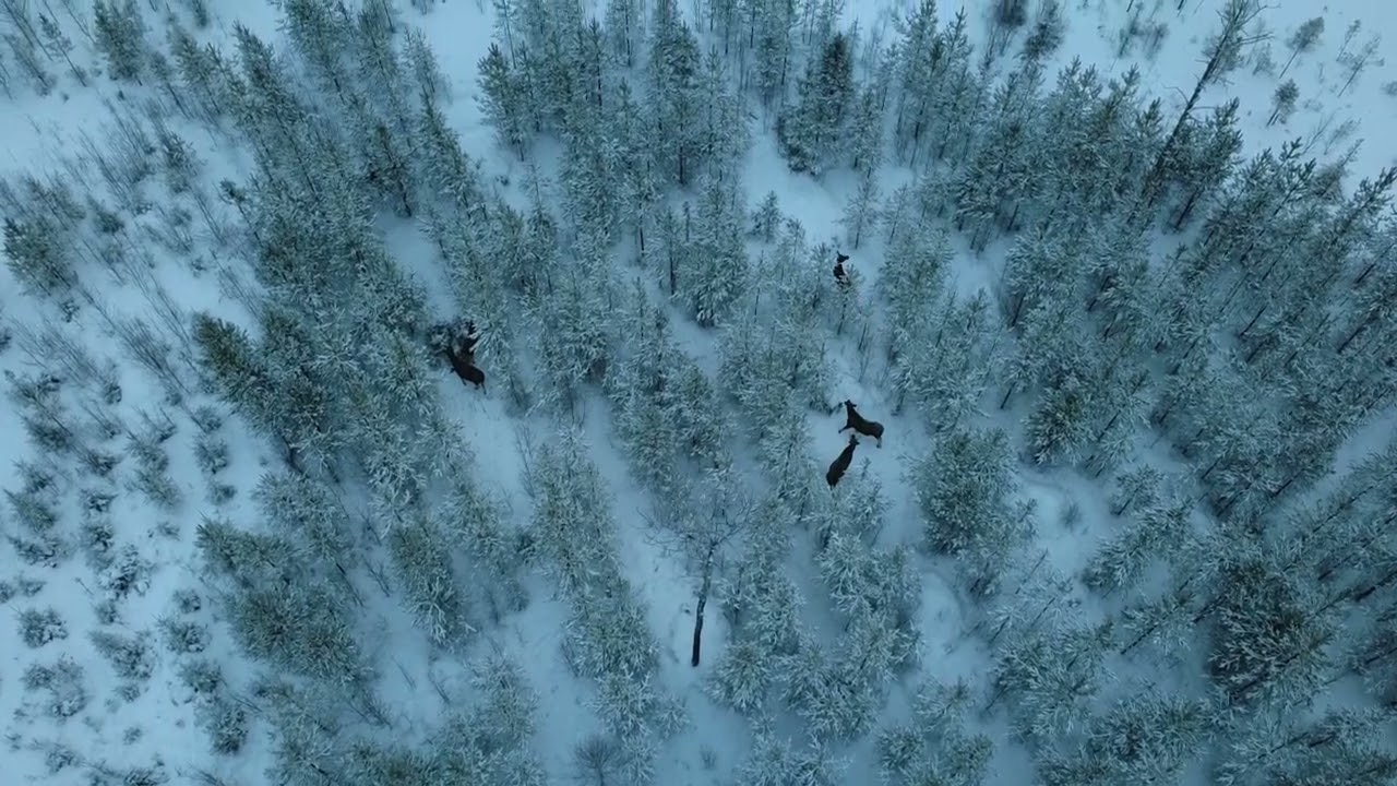 Hirviä Suomen talvessa/ Moose in the Finnish winter