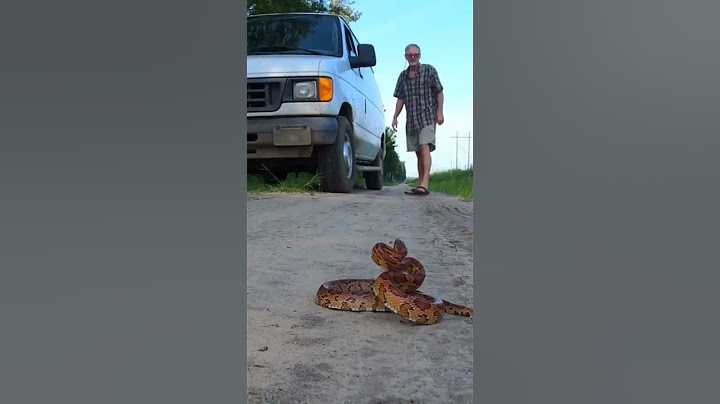 Corn Snake Jumps into my Hands 😳 #shorts