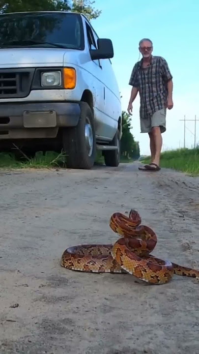 Corn Snake Jumps into my Hands 😳 #shorts