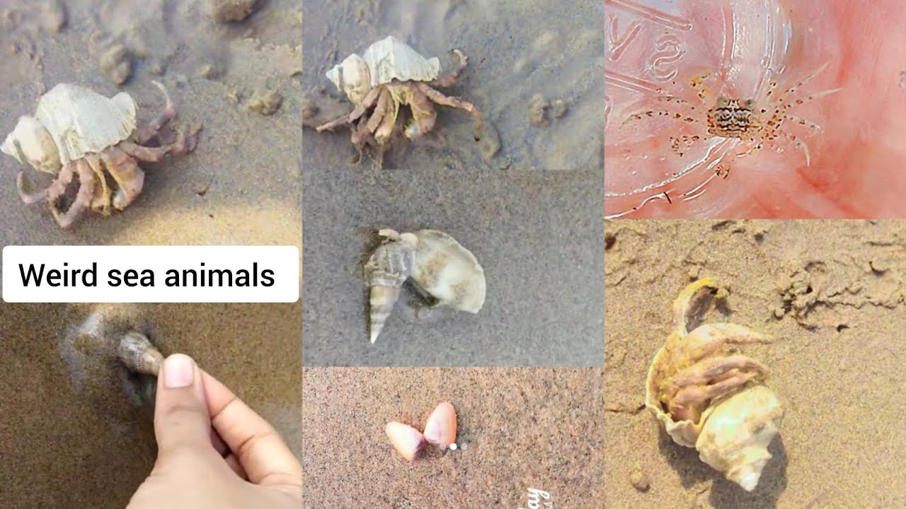 weird-sea-animals-are-found-at-beach-do-you-these-names-sea