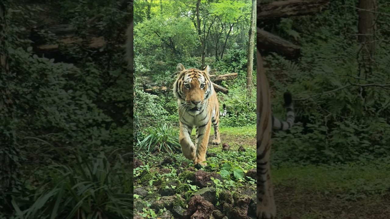 Zoo Zürich 24.07.2025 