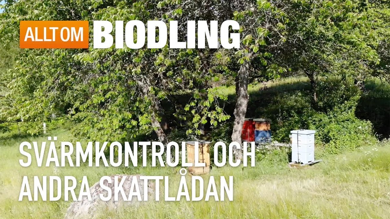 Andra skattlådan och svärmkontroll - Biodling